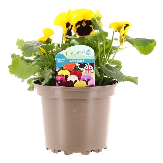 Pansy F1 Yellow with Blotch Hybrid 2L Pot Bedding